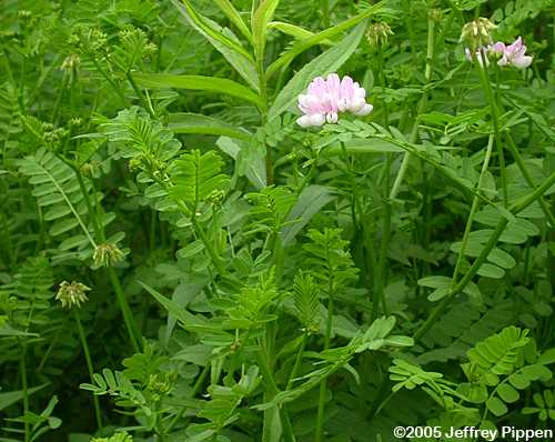 Crownvetch (Coronilla varia, Securigera varia)