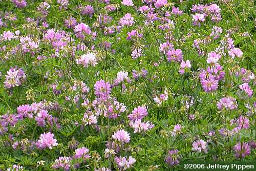 Crownvetch (Coronilla varia, Securigera varia)