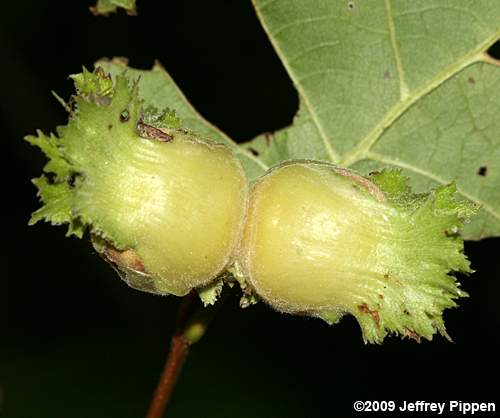 American Hazelnut, American Filbert (Corylus americana)