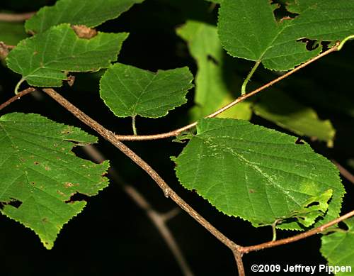 American Hazelnut, American Filbert (Corylus americana)