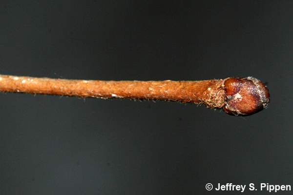American Hazelnut, American Filbert (Corylus americana)