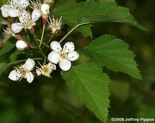 hawthorn (Crataegus sp.)