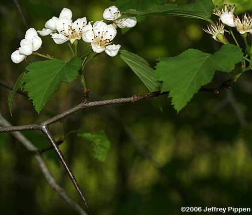 hawthorn (Crataegus sp.)