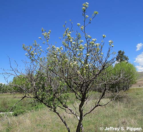 Black Hawthorn (Crataegus douglasii)