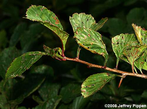 Dotted Hawthorn (Crataegus punctata)