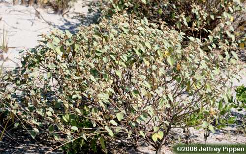 Silverleaf Croton, Beach-tea, Gulf Croton (Croton punctatus)