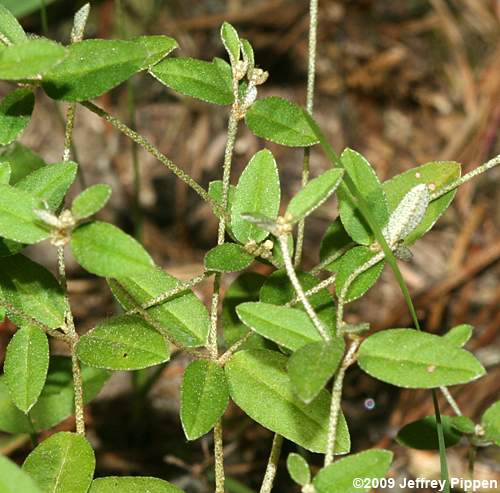 Glade Rushfoil, Outcrop Rushfoil, Willdenow's Croton (Croton willdenowii, Crotonopsis elliptica)