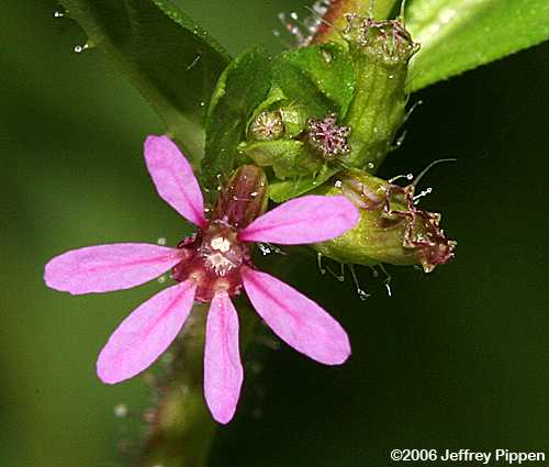 Columbian Waxweed, Tarweed (Cuphea carthagenensis)