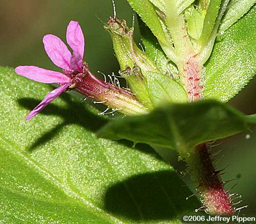 Columbian Waxweed, Tarweed (Cuphea carthagenensis)