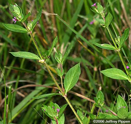 Columbian Waxweed, Tarweed (Cuphea carthagenensis)