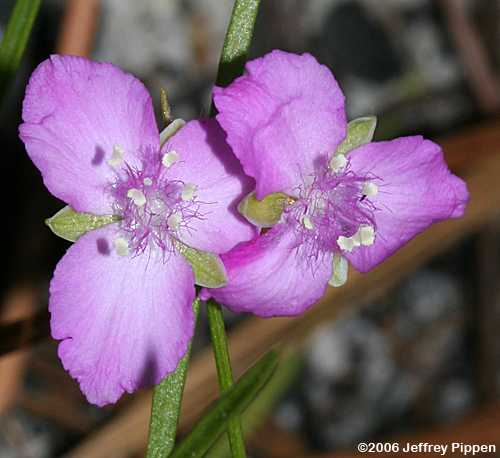 Grassleaf Roseling, Rose Spiderwort (Cuthbertia graminea, Tradescantia rosea)