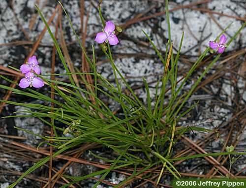 Grassleaf Roseling, Rose Spiderwort (Cuthbertia graminea, Tradescantia rosea)
