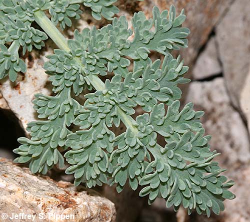 Waxy Springparsley (Cymopterus glaucus)