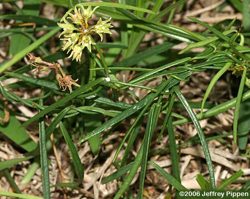Gulf Coast Swallow-wort, Gulf Coast Milkvine (Cynanchum angustifolium, Cynanchum palustre, Seutera angustifolium)