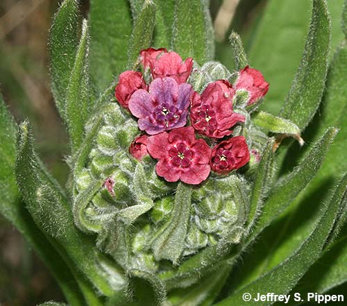Hound's Tongue, Gypsy Flower (Cynoglossum officinale)