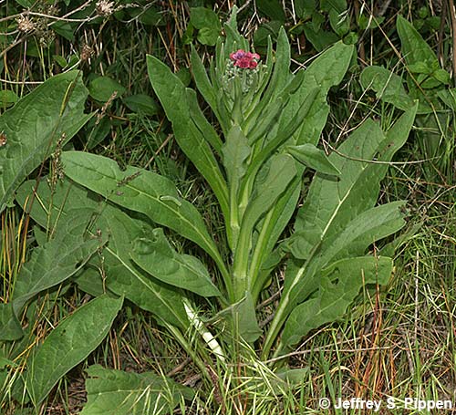 Hound's Tongue, Gypsy Flower (Cynoglossum officinale)