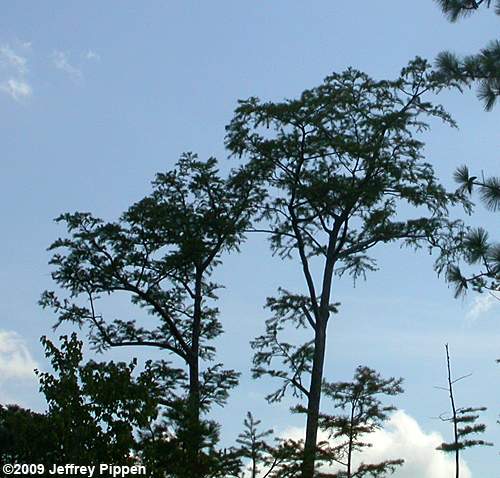 Baldcypress (Taxodium distichum)