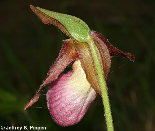 Pink Lady Slipper, Moccasinflower (Cypripedium acaule)