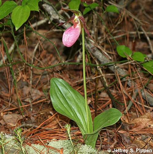 Pink Lady Slipper, Moccasinflower (Cypripedium acaule)