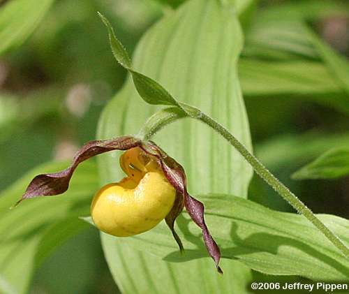 Lesser Yellow Lady Slipper (Cypripedium parviflorum)