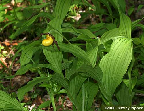 Lesser Yellow Lady Slipper (Cypripedium parviflorum)