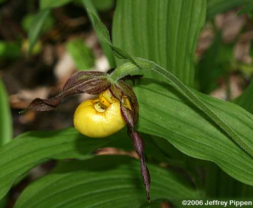 Lesser Yellow Lady Slipper (Cypripedium parviflorum)