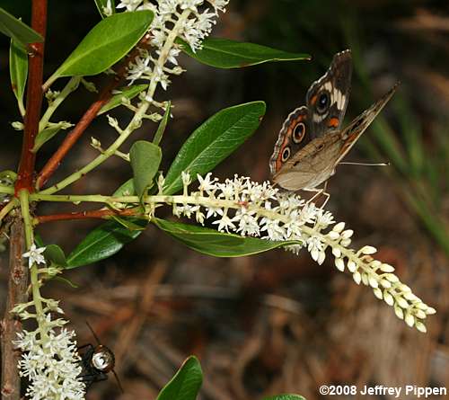 Swamp Titi (Cyrilla racemiflora)