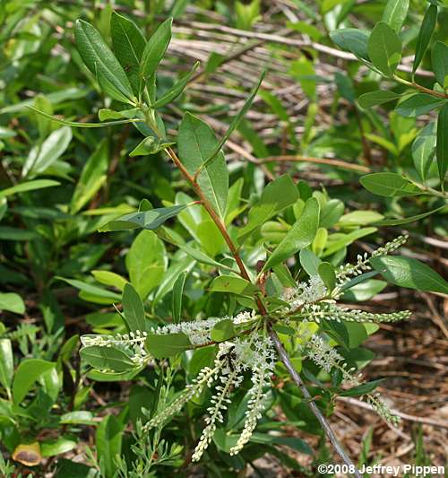 Swamp Titi (Cyrilla racemiflora)