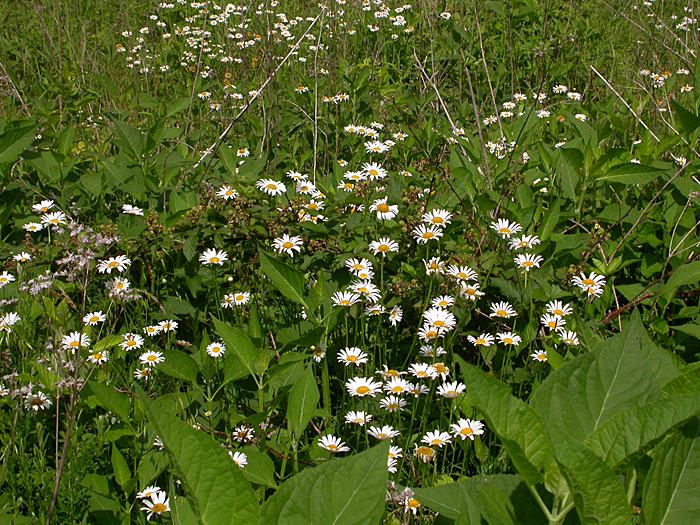Oxeye Daisy (Chrysanthemum leucanthemum)