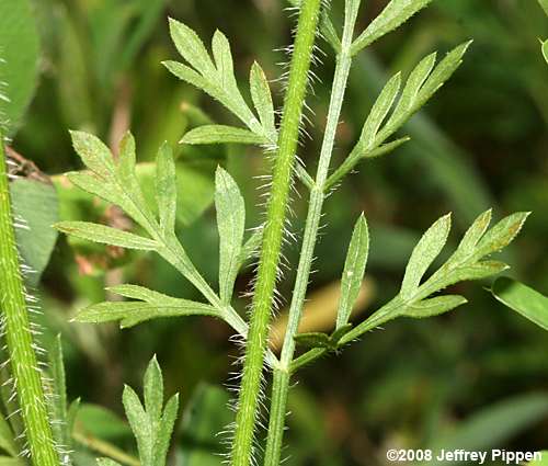 Queen Anne's Lace, Wild Carrot (Daucus carota)