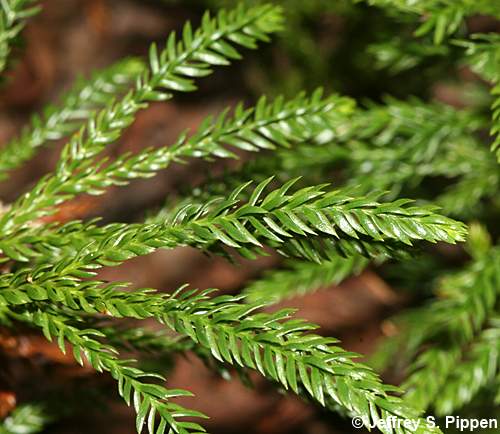 Common Ground-pine (Dendrolycopodium obscurum)