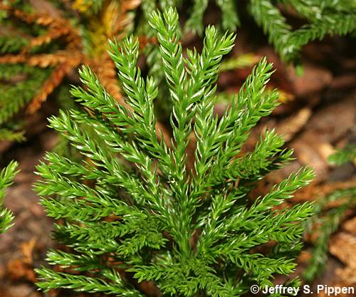 Common Ground-pine (Dendrolycopodium obscurum)