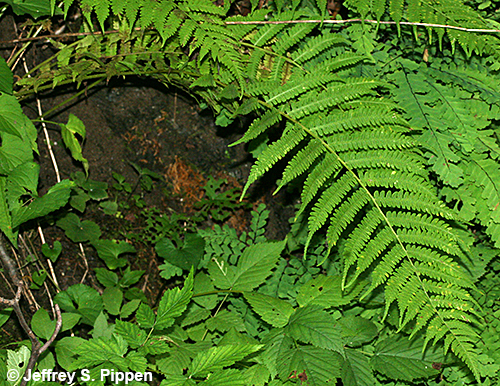 Silvery Spleenwort, Silvery Glade Fern (Deparia acrostichoides)