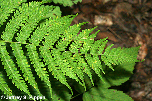 Silvery Spleenwort, Silvery Glade Fern (Deparia acrostichoides)