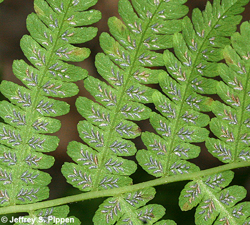 Silvery Spleenwort, Silvery Glade Fern (Deparia acrostichoides)