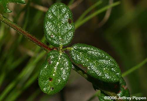 Hairy Small-leaved Tick Trefoil (Desmodium ciliare)