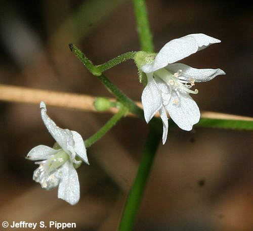 Few-flowered Ticktrefoil (Desmodium pauciflorum, Hylodesmum pauciflorum)