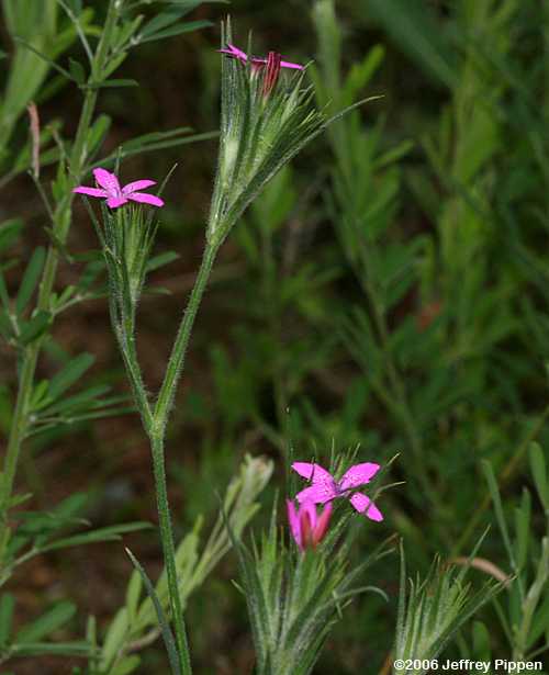 Deptford Pink (Dianthus armeria)