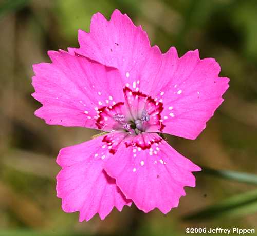 Maiden Pink (Dianthus deltoides)