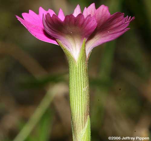 Maiden Pink (Dianthus deltoides)