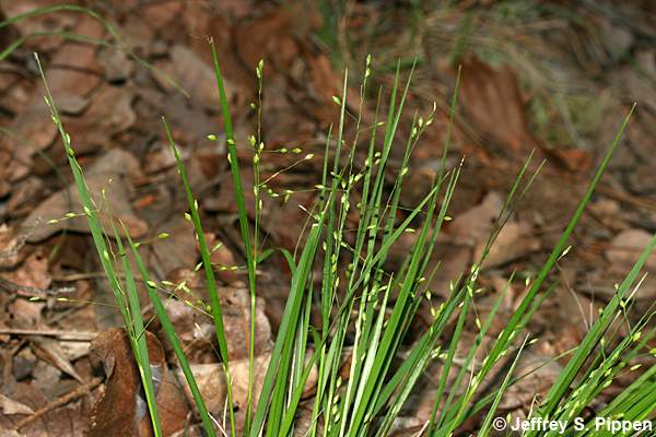 witchgrass (Dichanthelium sp.)