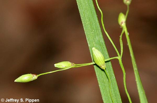 witchgrass (Dichanthelium sp.)