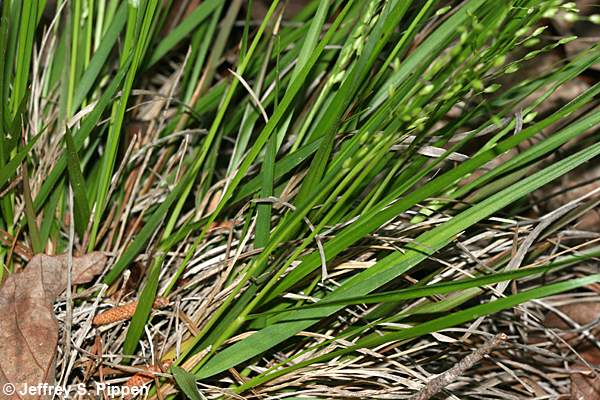 witchgrass (Dichanthelium sp.)