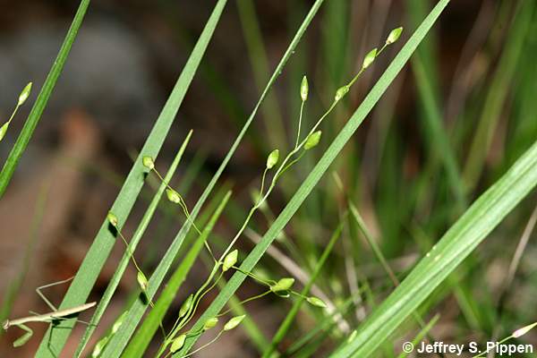witchgrass (Dichanthelium sp.)