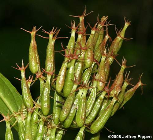 Smooth Southern Bush-honeysuckle (Diervilla sessilifolia)