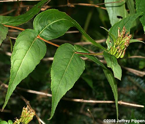 Smooth Southern Bush-honeysuckle (Diervilla sessilifolia)