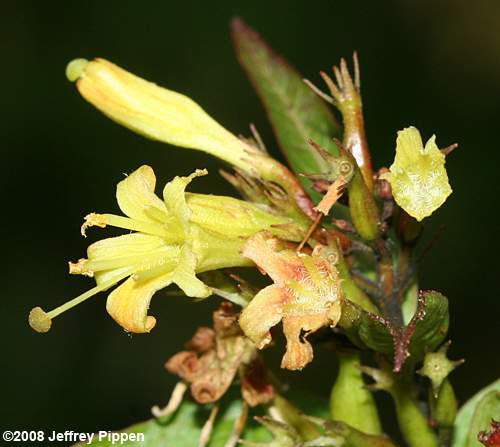 Smooth Southern Bush-honeysuckle (Diervilla sessilifolia)