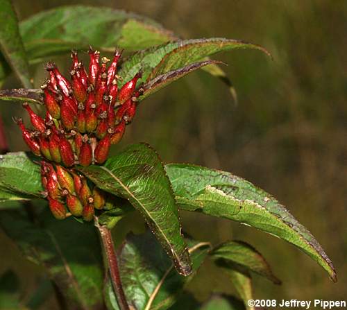 Smooth Southern Bush-honeysuckle (Diervilla sessilifolia)