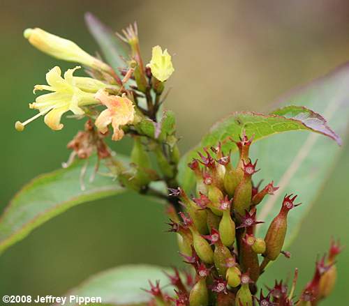 Smooth Southern Bush-honeysuckle (Diervilla sessilifolia)
