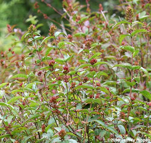 Smooth Southern Bush-honeysuckle (Diervilla sessilifolia)